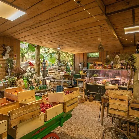 Ferme Saint-antoine - Camelia *