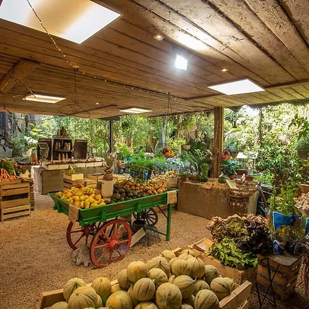 Ferme Saint-antoine - Camelia * Gassin